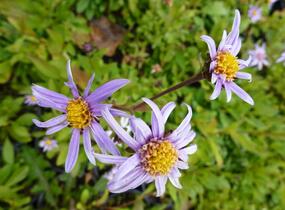 Hvězdnice chlumní 'Rudolf Goethe' - Aster amellus 'Rudolf Goethe'