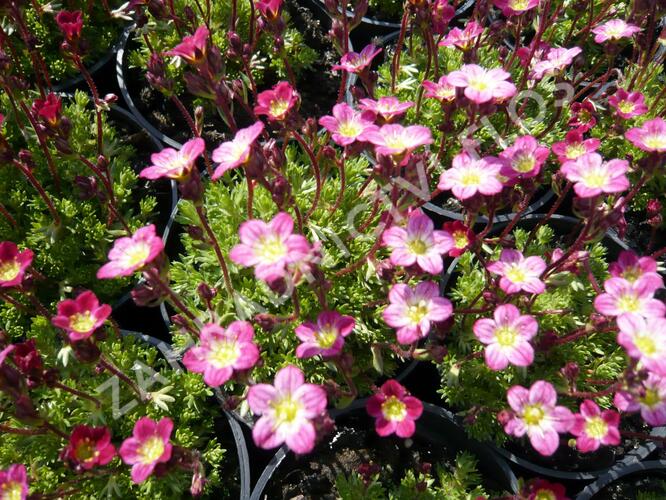 Lomikámen arendsův 'Harder zwerg' - Saxifraga x arendsii 'Harder Zwerg'