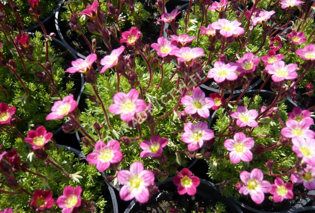 Lomikámen arendsův 'Harder zwerg' - Saxifraga x arendsii 'Harder Zwerg'