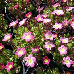 Lomikámen arendsův 'Harder zwerg' - Saxifraga x arendsii 'Harder Zwerg'