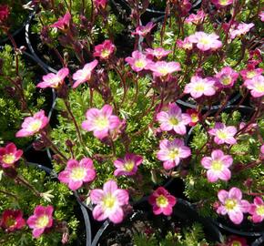 Lomikámen arendsův 'Harder zwerg' - Saxifraga x arendsii 'Harder Zwerg'