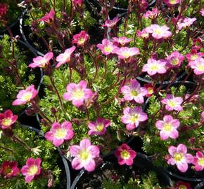 Lomikámen arendsův 'Harder zwerg' - Saxifraga x arendsii 'Harder Zwerg'