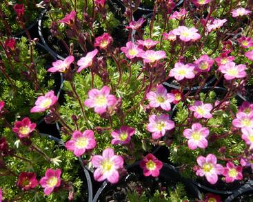 Lomikámen arendsův 'Harder zwerg'