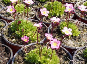 Lomikámen arendsův 'Harder zwerg' - Saxifraga x arendsii 'Harder Zwerg'