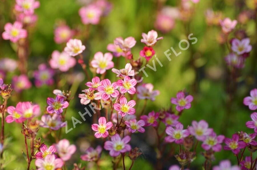 Lomikámen arendsův 'Harder zwerg' - Saxifraga x arendsii 'Harder Zwerg'