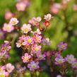 Lomikámen arendsův 'Harder zwerg' - Saxifraga x arendsii 'Harder Zwerg'