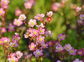 Lomikámen arendsův 'Harder zwerg' - Saxifraga x arendsii 'Harder Zwerg'