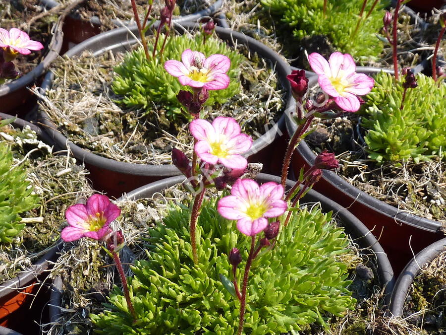 Lomikámen arendsův 'Harder zwerg' - Saxifraga x arendsii 'Harder Zwerg'