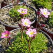 Lomikámen arendsův 'Harder zwerg' - Saxifraga x arendsii 'Harder Zwerg'