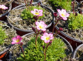 Lomikámen arendsův 'Harder zwerg' - Saxifraga x arendsii 'Harder Zwerg'