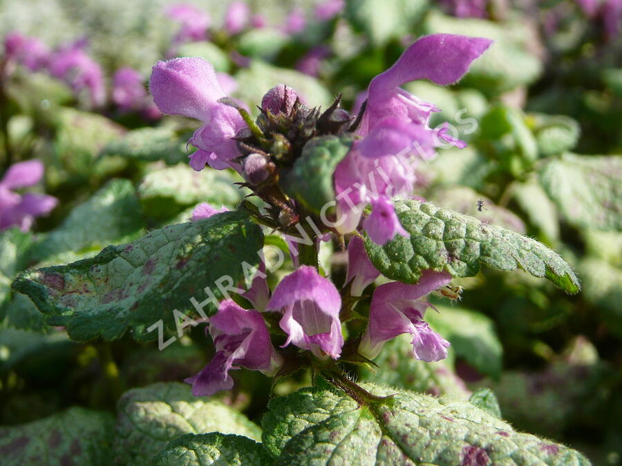 Hluchavka skvrnitá 'Red Nancy' - Lamium maculatum 'Red Nancy'