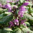 Hluchavka skvrnitá 'Red Nancy' - Lamium maculatum 'Red Nancy'