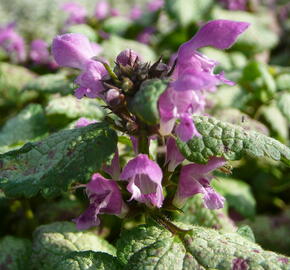 Hluchavka skvrnitá 'Red Nancy' - Lamium maculatum 'Red Nancy'