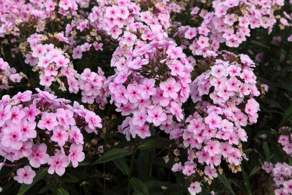 Plamenka 'Ping Pong' - Phlox arendsii 'Ping Pong'