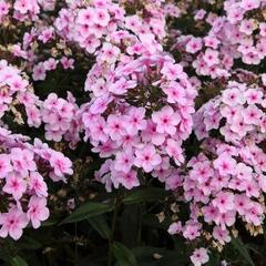 Plamenka Arendsova 'Ping Pong' - Phlox arendsii 'Ping Pong'