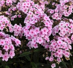 Plamenka 'Ping Pong' - Phlox arendsii 'Ping Pong'