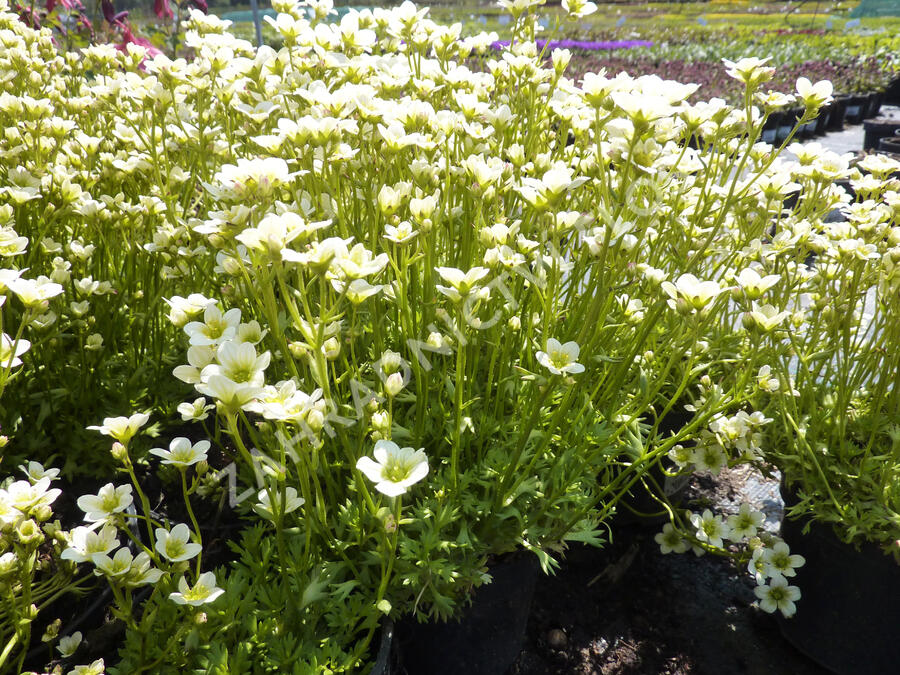 Lomikámen arendsův 'Touran Limegreen' - Saxifraga x arendsii 'Touran Limegreen'