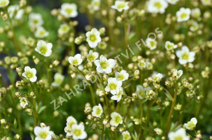 Lomikámen arendsův 'Touran Limegreen' - Saxifraga x arendsii 'Touran Limegreen'