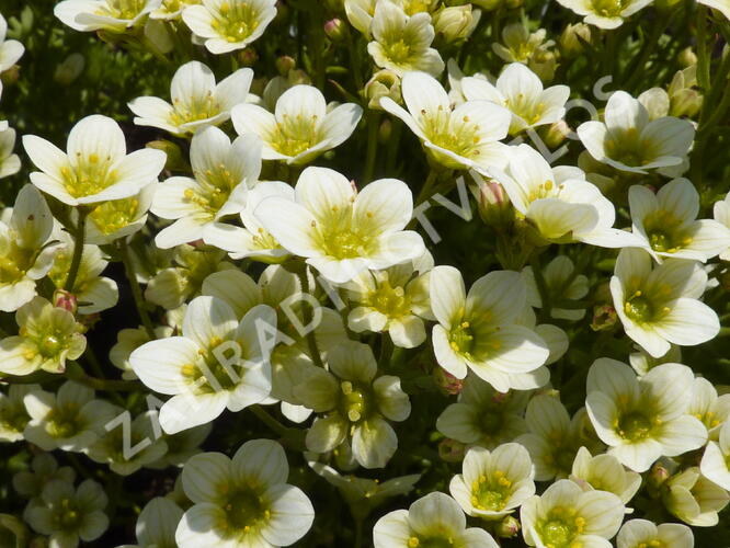 Lomikámen arendsův 'Touran Limegreen' - Saxifraga x arendsii 'Touran Limegreen'