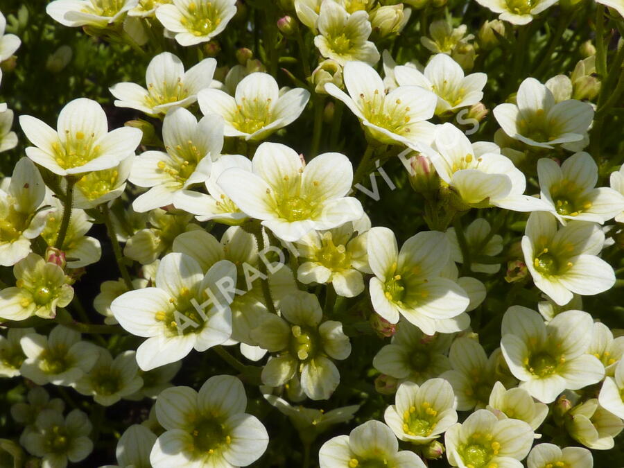 Lomikámen arendsův 'Touran Limegreen' - Saxifraga x arendsii 'Touran Limegreen'