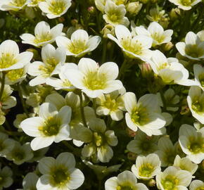 Lomikámen arendsův 'Touran Limegreen' - Saxifraga x arendsii 'Touran Limegreen'