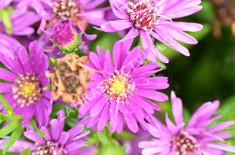 Hvězdnice novobelgická 'Magic Pink' - Aster novi-belgii 'Magic Pink'