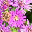 Hvězdnice novobelgická 'Magic Pink' - Aster novi-belgii 'Magic Pink'