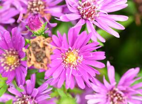 Hvězdnice novobelgická 'Magic Pink' - Aster novi-belgii 'Magic Pink'