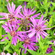 Hvězdnice novobelgická 'Magic Pink' - Aster novi-belgii 'Magic Pink'