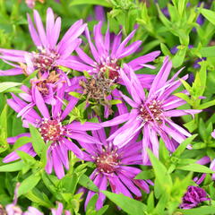 Hvězdnice novobelgická 'Magic Pink' - Aster novi-belgii 'Magic Pink'