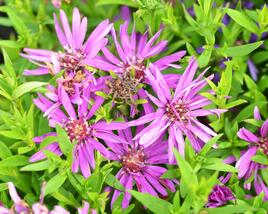 Hvězdnice novobelgická 'Magic Pink'