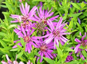 Hvězdnice novobelgická 'Magic Pink' - Aster novi-belgii 'Magic Pink'