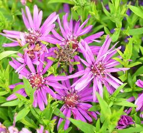 Hvězdnice novobelgická 'Magic Pink' - Aster novi-belgii 'Magic Pink'