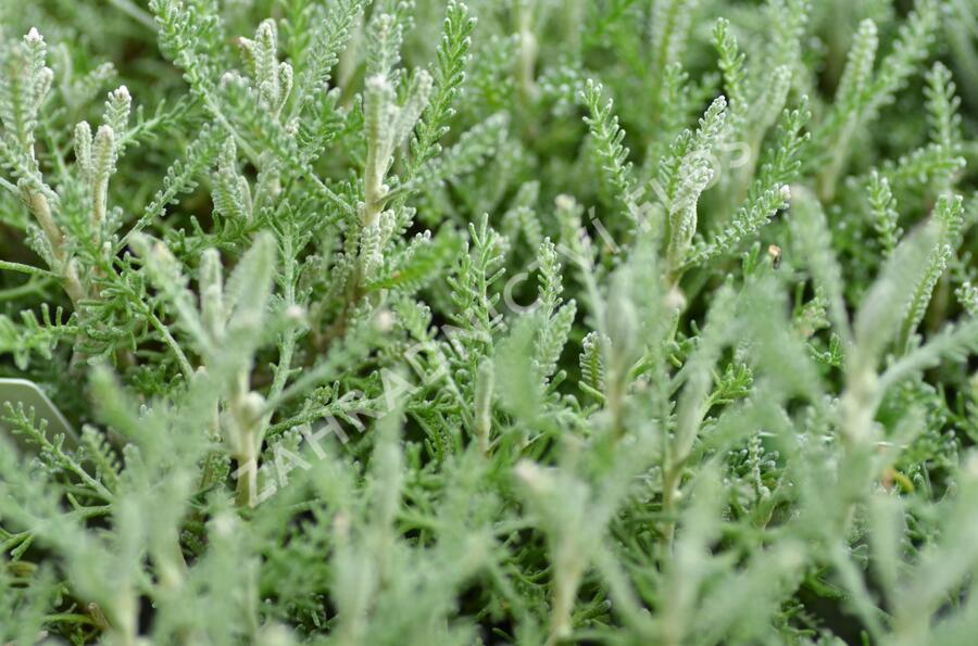 Svatolina cypřišová 'Yellow Buttons' - Santolina chamaecyparissus 'Yellow Buttons'