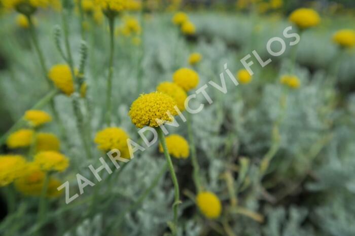 Svatolina cypřišová 'Yellow Buttons' - Santolina chamaecyparissus 'Yellow Buttons'