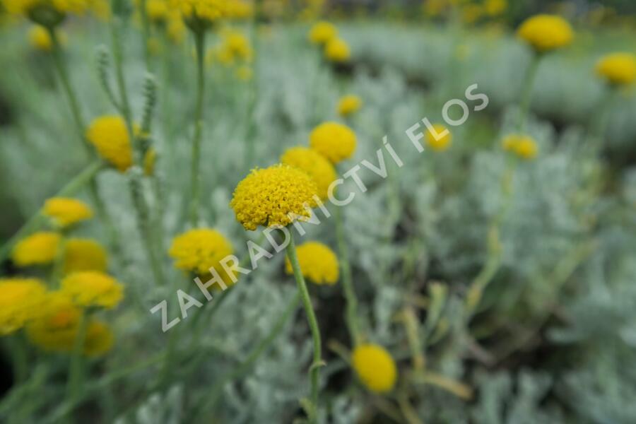 Svatolina cypřišová 'Yellow Buttons' - Santolina chamaecyparissus 'Yellow Buttons'