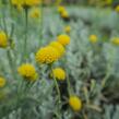 Svatolina cypřišová 'Yellow Buttons' - Santolina chamaecyparissus 'Yellow Buttons'