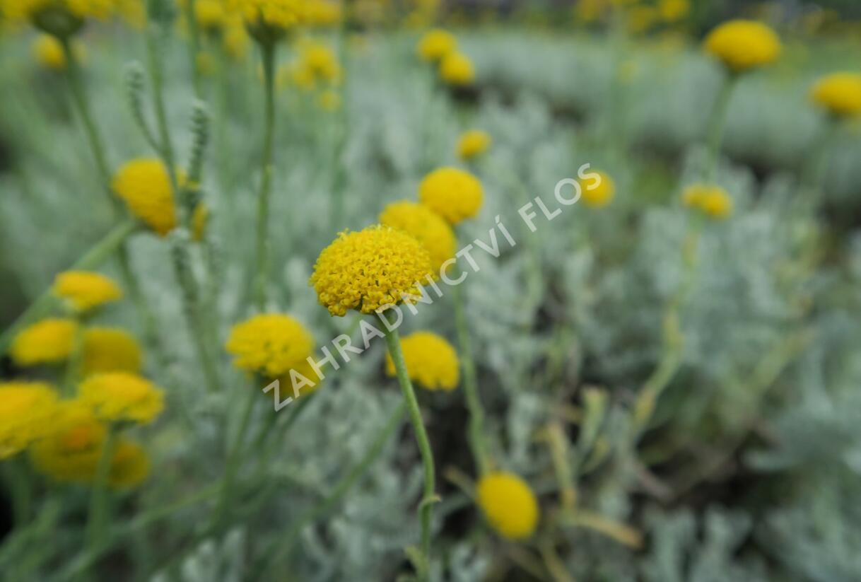 Svatolina cypříšková 'Yellow Buttons' - Santolina chamaecyparissus 'Yellow Buttons'
