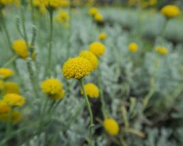 Svatolina cypříšková 'Yellow Buttons'
