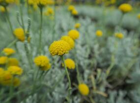 Svatolina cypříšková 'Yellow Buttons' - Santolina chamaecyparissus 'Yellow Buttons'