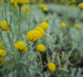 Svatolina cypřišová 'Yellow Buttons' - Santolina chamaecyparissus 'Yellow Buttons'