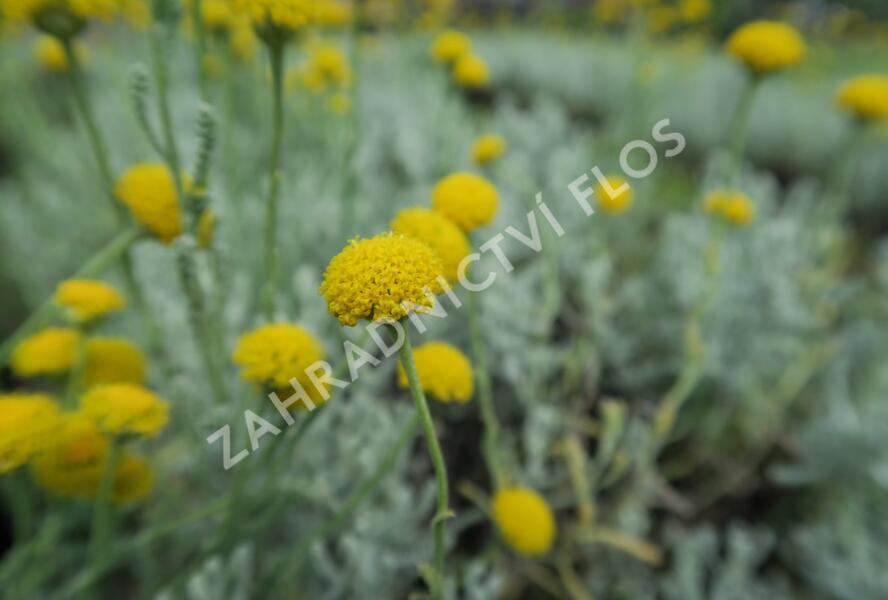 Svatolina cypříšková 'Yellow Buttons' - Santolina chamaecyparissus 'Yellow Buttons'