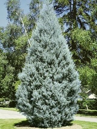 Cypřiš arizonský 'Fastigiata' - Cupressus arizonica 'Fastigiata'