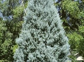 Cypřiš arizonský 'Fastigiata' - Cupressus arizonica 'Fastigiata'