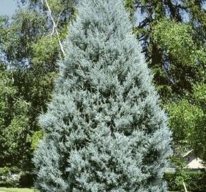 Cypřiš arizonský 'Fastigiata' - Cupressus arizonica 'Fastigiata'