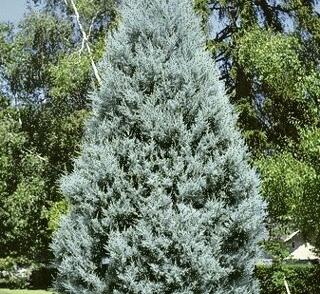 Cypřiš arizonský 'Fastigiata'