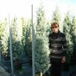Cypřiš arizonský 'Fastigiata' - Cupressus arizonica 'Fastigiata'