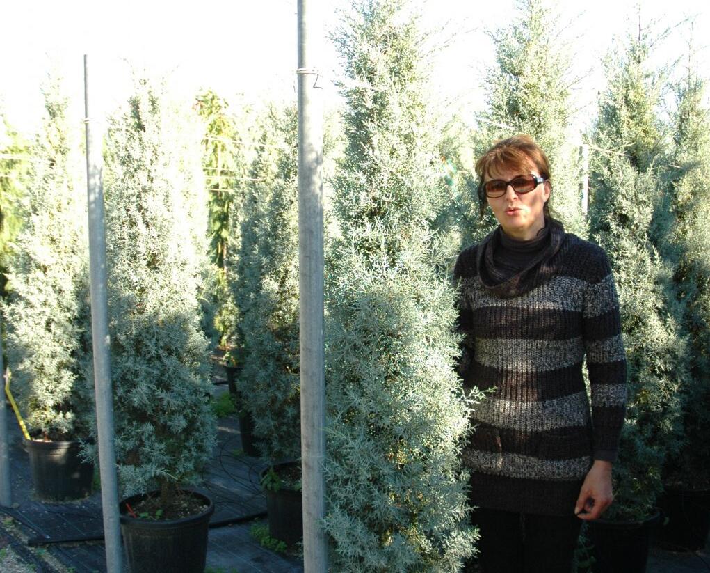 Cypřiš arizonský 'Fastigiata' - Cupressus arizonica 'Fastigiata'