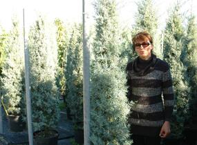 Cypřiš arizonský 'Fastigiata' - Cupressus arizonica 'Fastigiata'