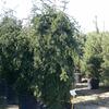 jedle kavkazsk Pendula - Abies nordmanniana Pendula